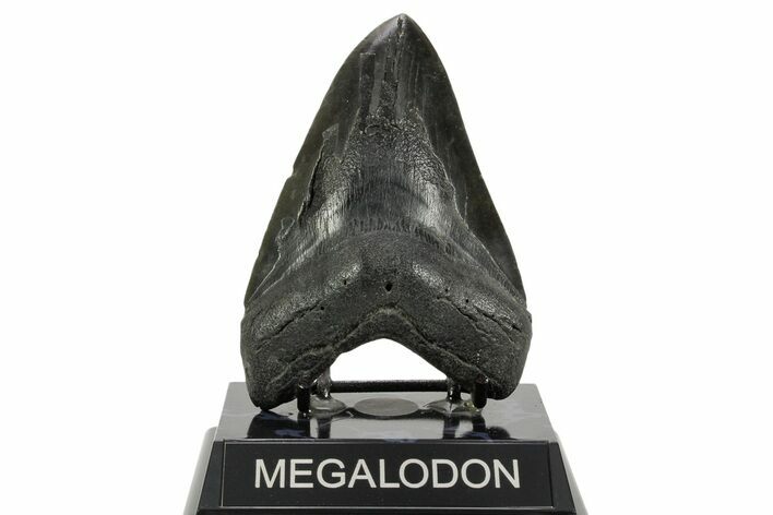 Fossil Megalodon Tooth - South Carolina #365756